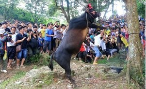 《龙拓视野》广西壮族传统的“闹鱼节”