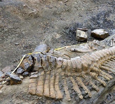 墨西哥考古发现罕见恐龙尾巴化石