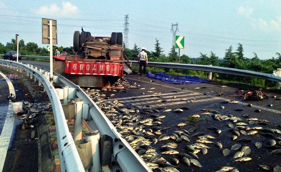 苏州一高速路货车翻车 万斤鱼撒出地面被“烤熟”