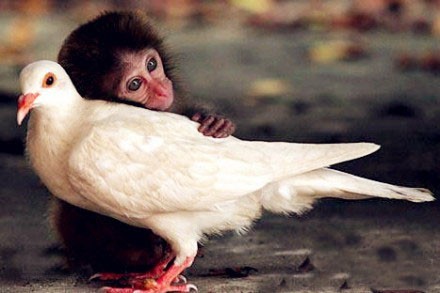爱无疆：小猴依偎着白鸽