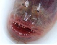 江苏太湖发现罕见奇葩紫鳗虾虎鱼：形似电影异行怪物