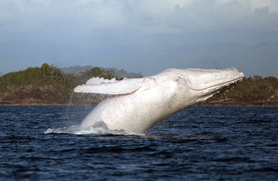 《龙拓视野》唯一的白色座头鲸