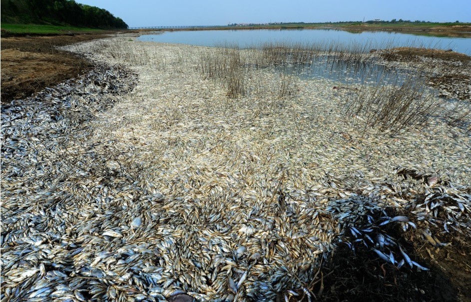 武汉惊现大量死鱼 疑是上游污染